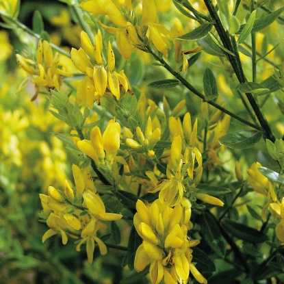 Picture of Herb Greenweed Dyers (Genista Tinctoria)